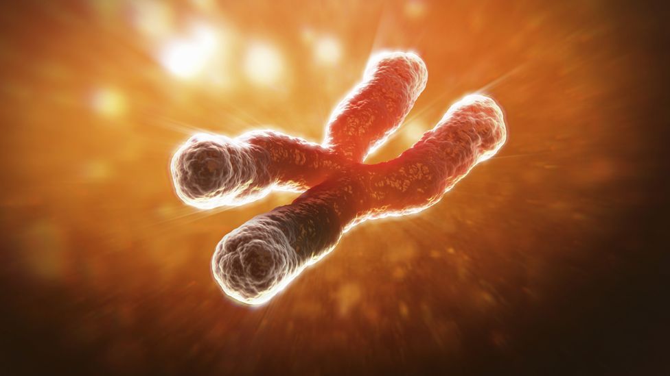 Telomeres help protect the ends of our chromosomes, but they shorten each time a cell is divided (Science Photo Library) Telomeres help protect the ends of our chromosomes, but they shorten each time a cell is divided (Science Photo Library)