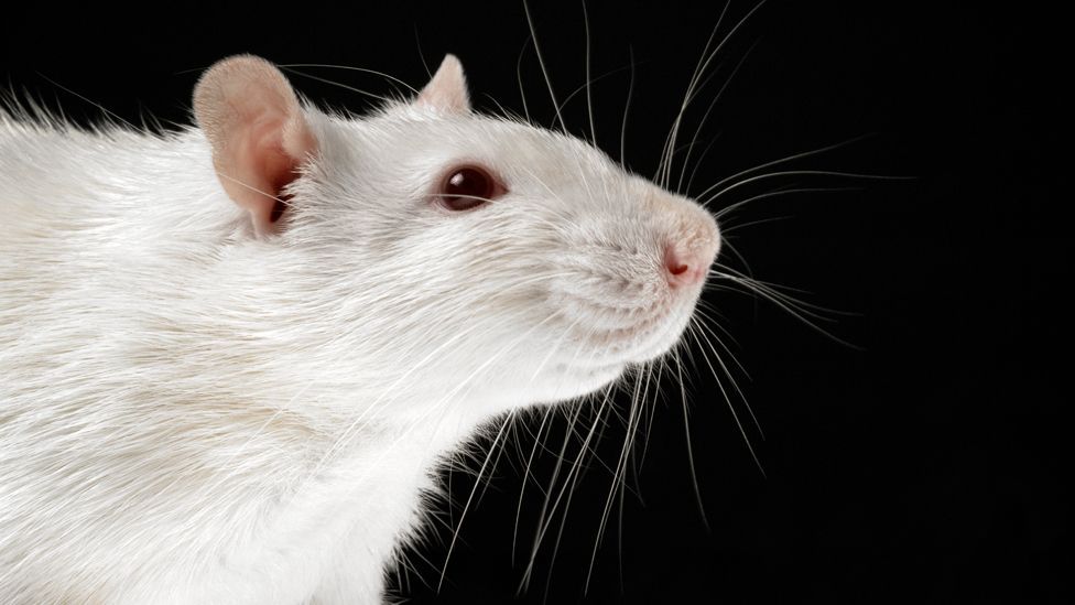 Experiments on rats found that the more stress they suffered, the shorter their lives (Science Photo Library) Experiments on rats found that the more stress they suffered, the shorter their lives (Science Photo Library)