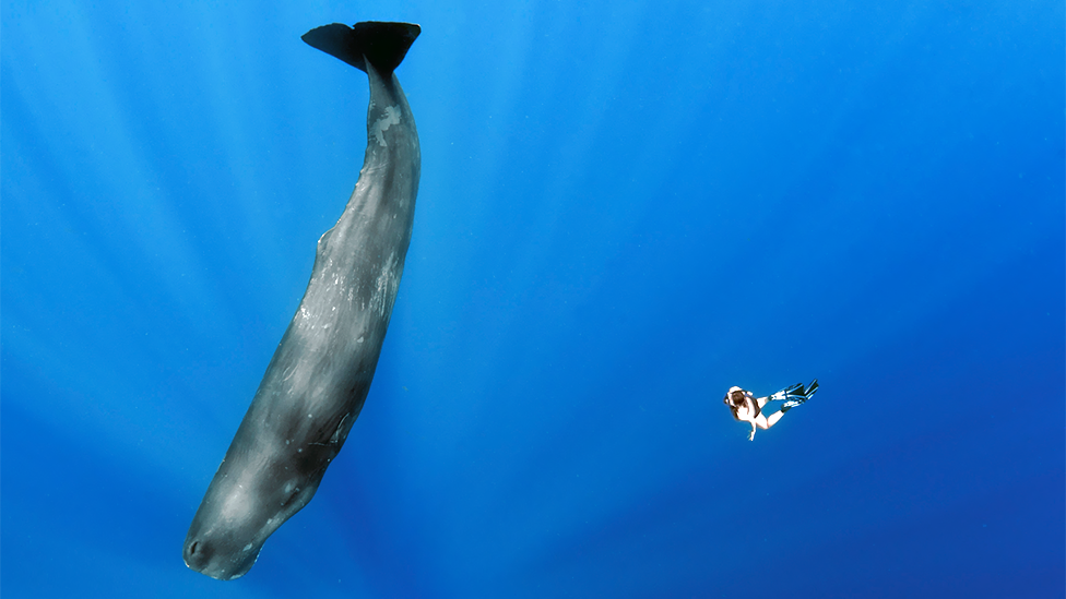 Sperm whales have been known to dive as deep as 2,000m (6,500ft) beneath the surface in search of food. That's approximately two hours of breath-holding. (Science Photo Library)