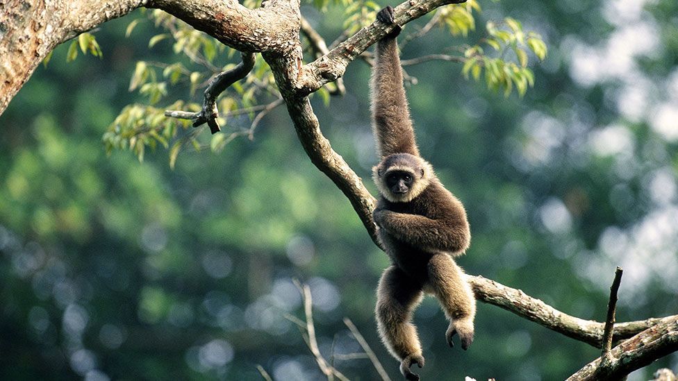 Our blood may have more in common with gibbons than you may think (Science Photo Library) Our blood may have more in common with gibbons than you may think (Science Photo Library)