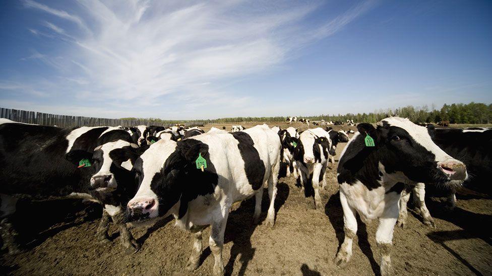 If we all stopped eating meat, carbon dioxide emissions would drop significantly (Thinkstock)