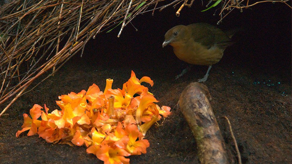 A Vogelkop bowerbird inspects his creation (Nature Picture Library/Alamy)