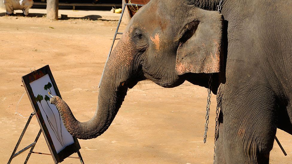 Elephant painting in Chiang Mai, Thailand, controlled by its keeper holding its ear (Amar and Isabelle Guillen/Guillen Photo LLC/Alamy)