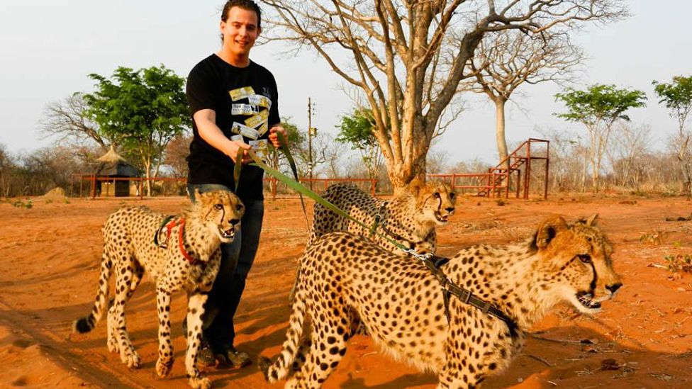 Walking with cheetahs in Livingston, Zambia.
