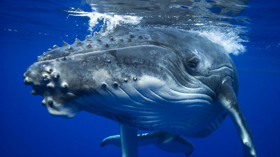 The newest spot to swim with whales - BBC Travel