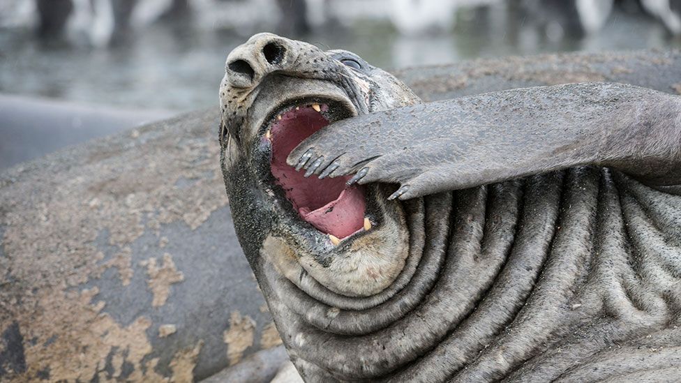 Yawning is common throughout the animal kingdom, yet we still don't know what purpose it serves (Science Photo Library)