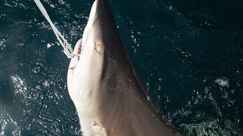 Protecting sharks off Florida’s eastern coast - BBC Travel