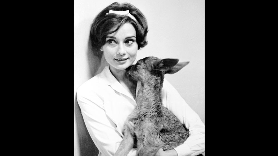 Audrey Hepburn Audrey Hepburn