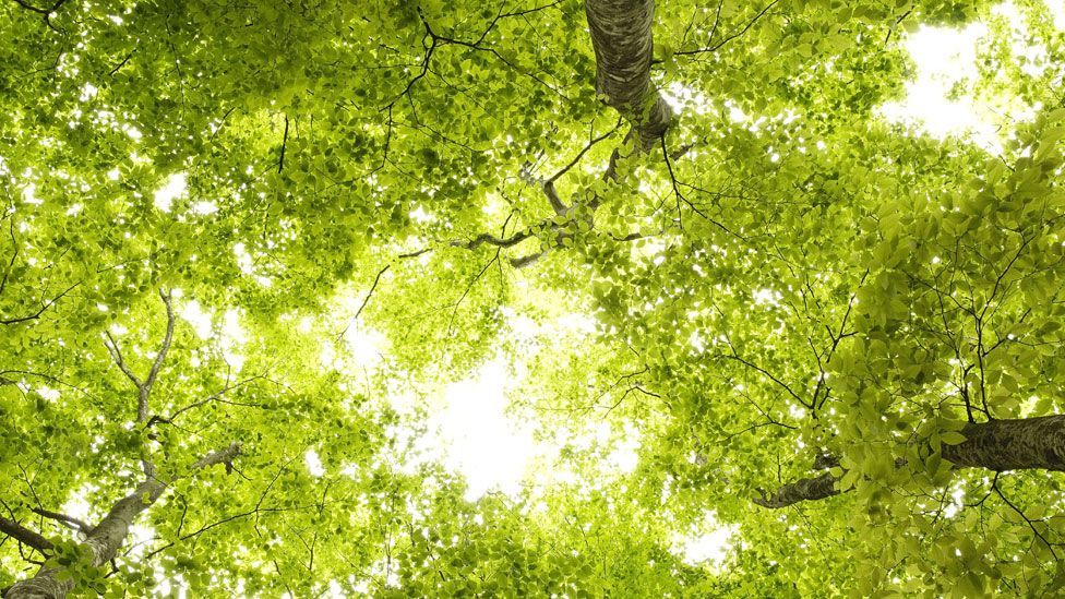 Color Green Meaning: Symbolism and Meaning of the Color Green • Colors ... Color Green Meaning: Symbolism and Meaning of the Color Green • Colors ...