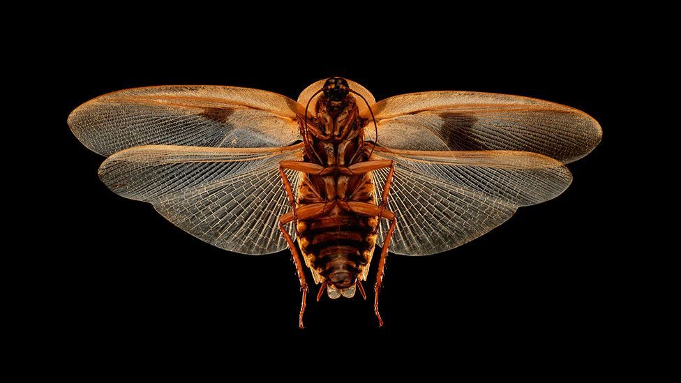 The giant cockroach - females can reach 10cm long (SPL)