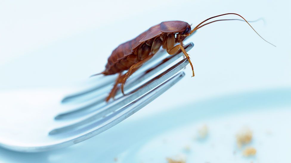 Cockroaches: The insect we're programmed to fear - BBC Future