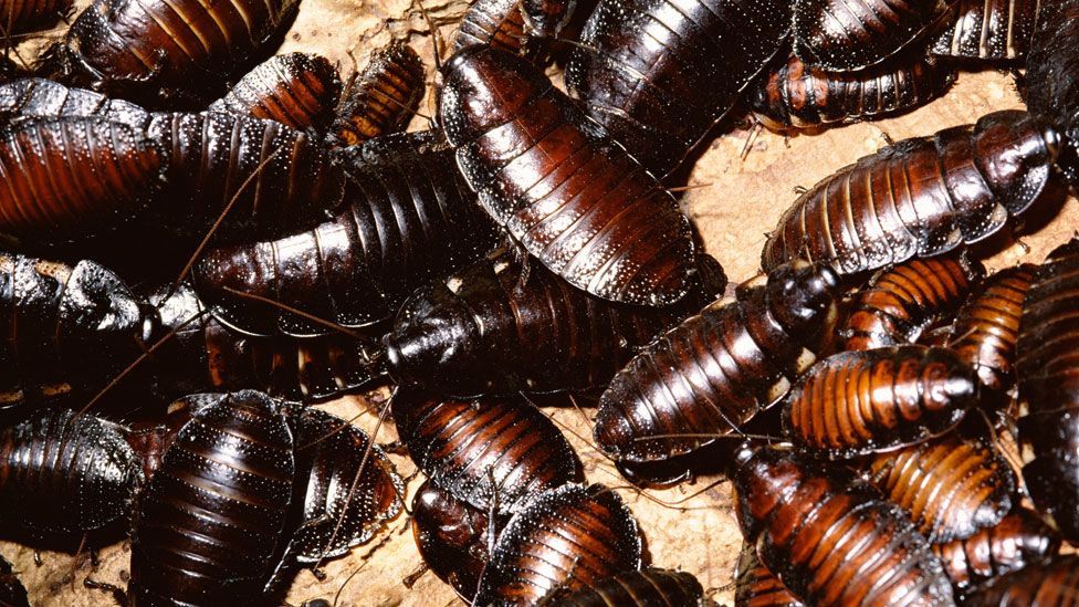 The hissing cockroach (Thinkstock)