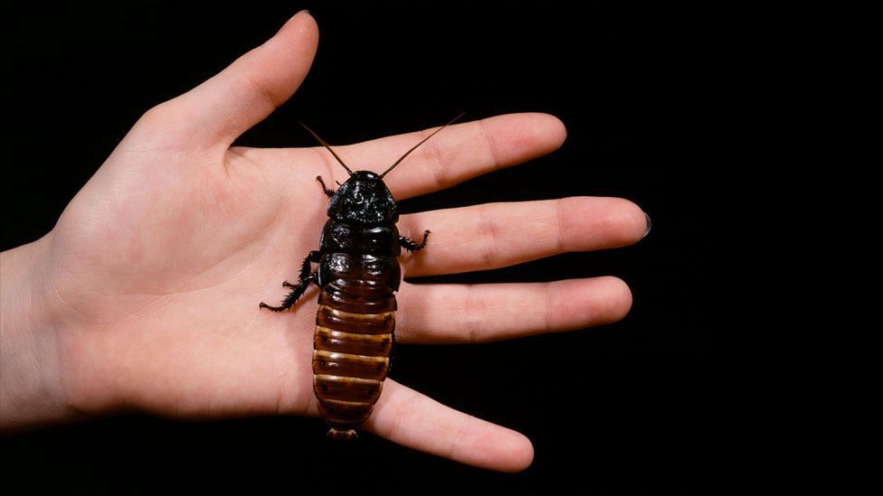 A hissing cockroach (SPL)