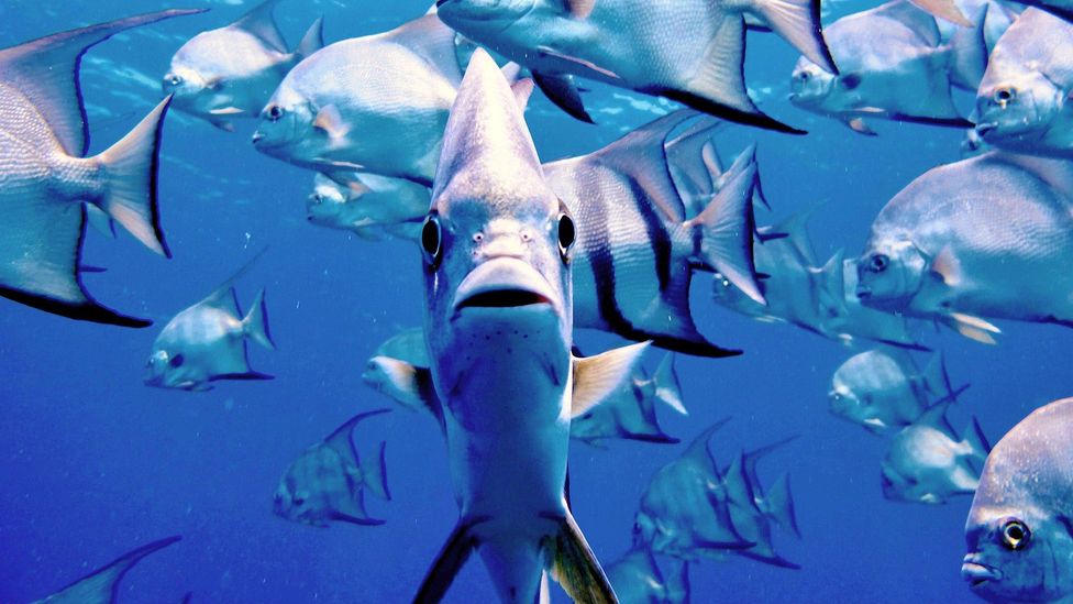 The Hunt For A Peaceful Honduras Bbc Travel