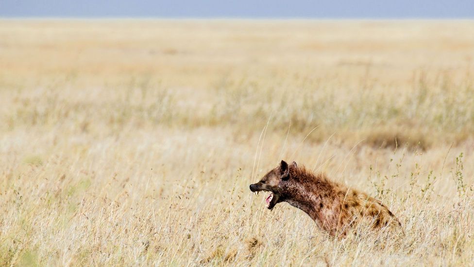 The Last Unexplored Side Of The Serengeti BBC Travel   P027p39p 