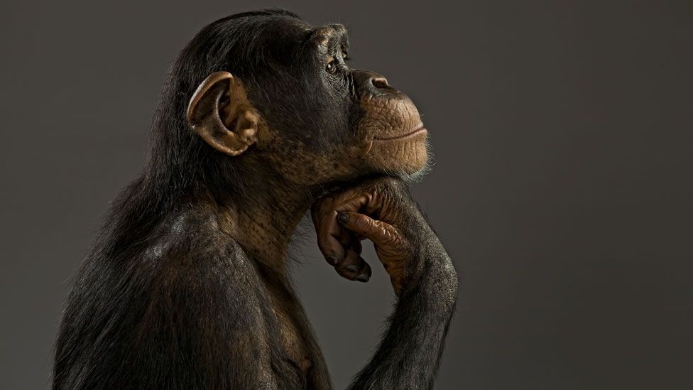 Should we engineer animals to be smart like humans? - BBC Future