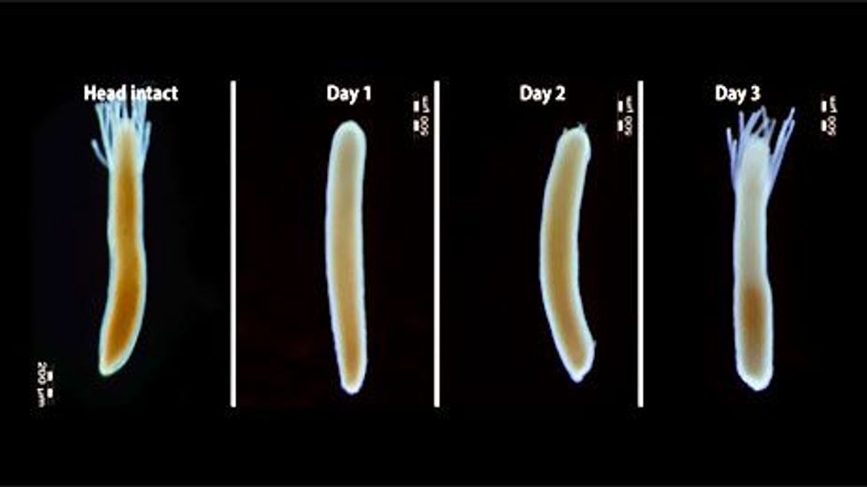 The snail fur can grow back a new head after only a few days (Regenerative Medicine Institute, Galway) The snail fur can grow back a new head after only a few days (Regenerative Medicine Institute, Galway)