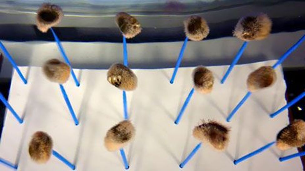 The animal's remarkable abilities could shed light on tissue regeneration in humans (Tracey Logan) The animal's remarkable abilities could shed light on tissue regeneration in humans (Tracey Logan)