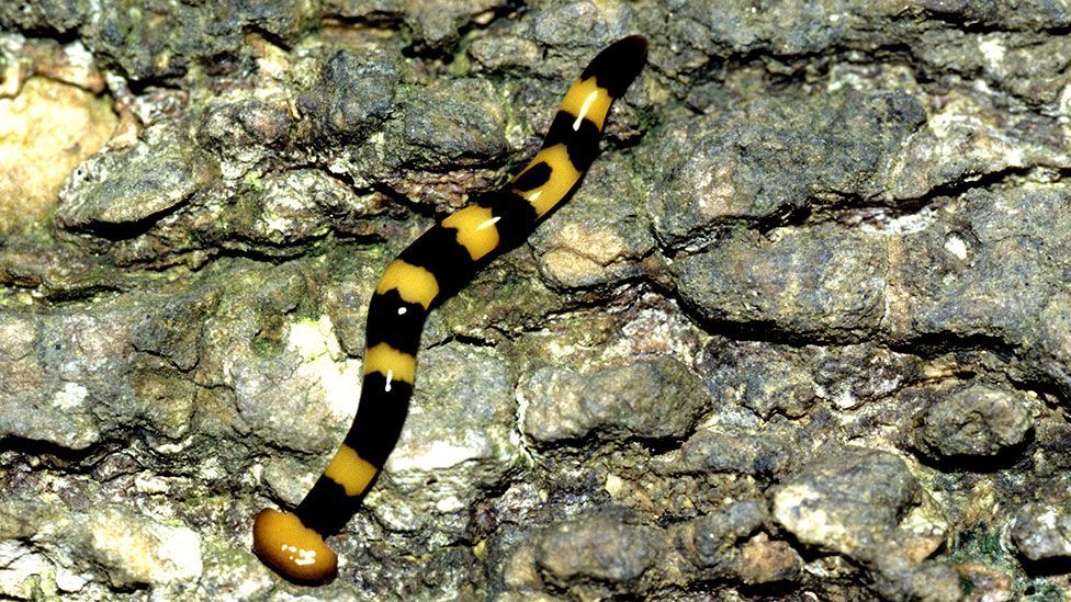 The planarian worm has long been studied because of its regenerative powers (Science Photo Library) The planarian worm has long been studied because of its regenerative powers (Science Photo Library)