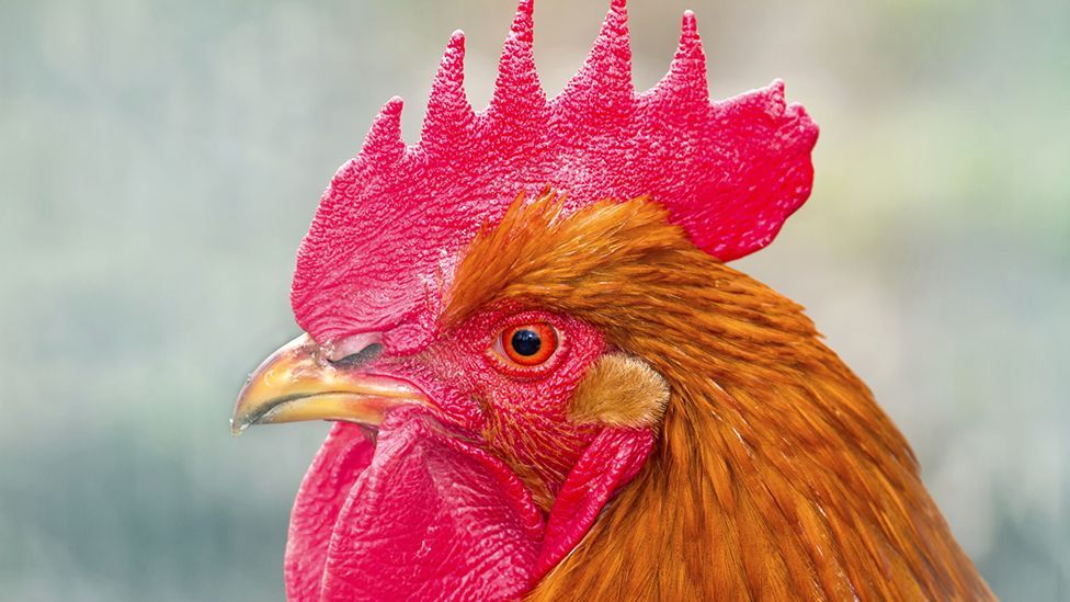 Chickens' eyes allow them to see a panoramic view of the world - useful for spotting predators (Thinkstock)
