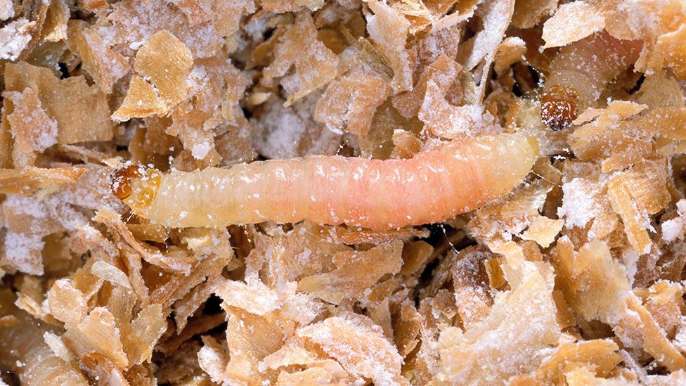 The waxworm has been marketed as the 'honey bug' to make it seem more palatable (Science Photo Library)