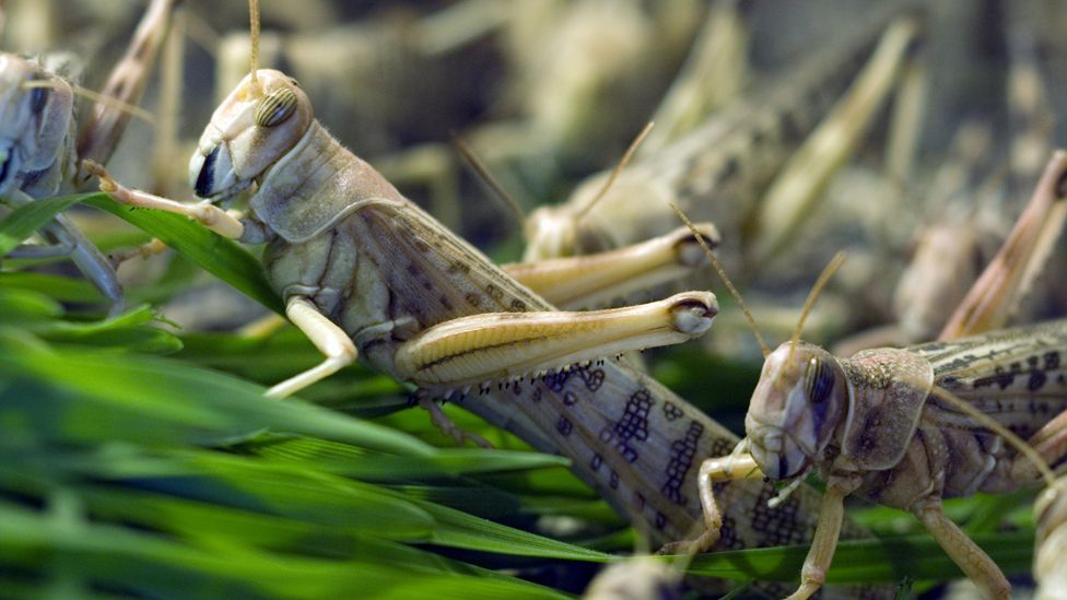 Locusts - which are highly nutritious - are a prized treat across the planet (Science Photo Library)