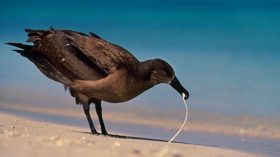 A black-footed albatross pecks at plastic on a Hawaii beach (SPL) A black-footed albatross pecks at plastic on a Hawaii beach (SPL)