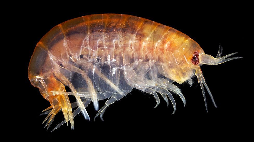 In the deep ocean, amphipod crustaceans were found to have cow DNA in their stomachs (SPL)