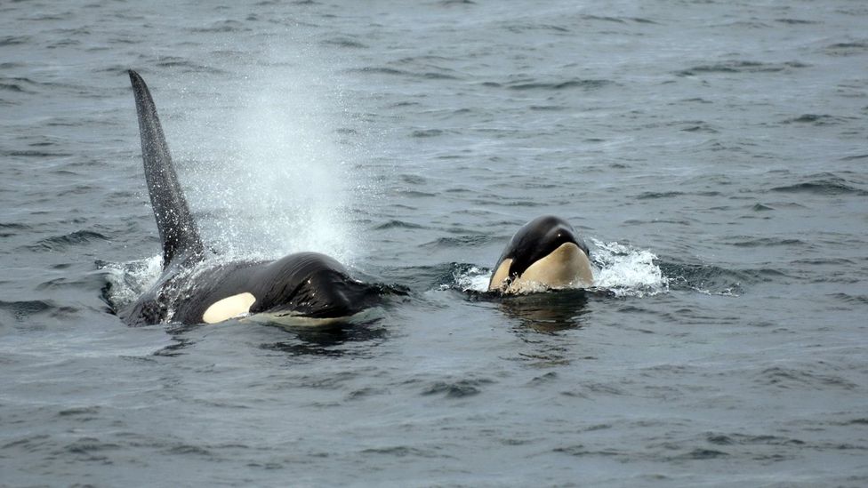 A quest to see Canada’s orcas in the wild - BBC Travel