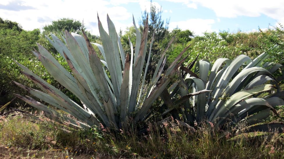 Agave plant in Oaxaca state. (Brad Cohen)