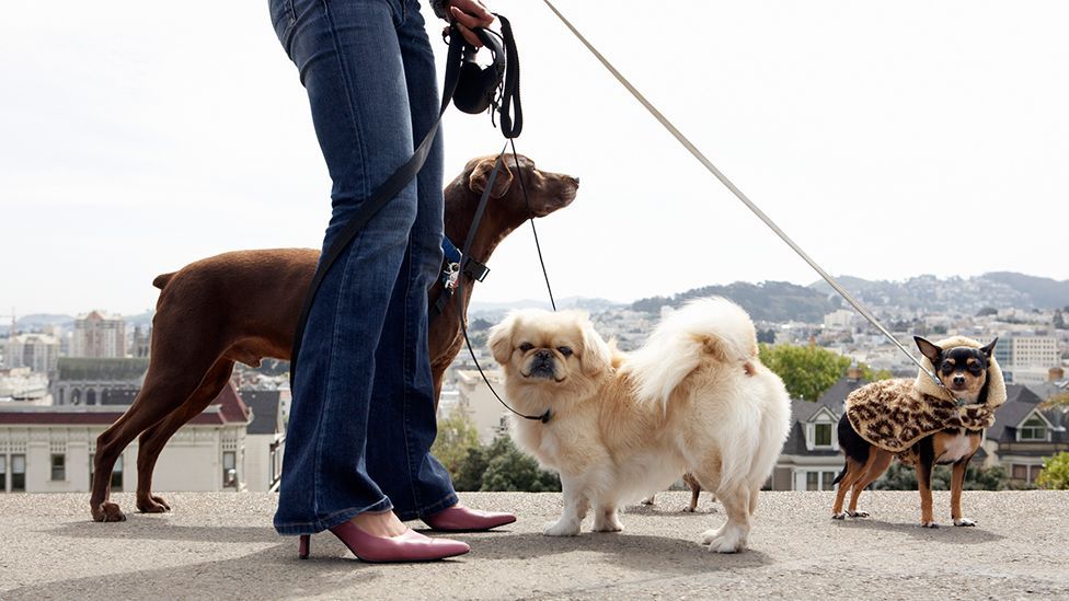 Walking your boss' pooch can be a dog's life (Fuse/Thinkstock)