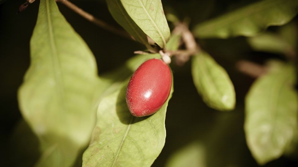 Synsepalum dulcificum, also known as miracle fruit (Thinkstock) Synsepalum dulcificum, also known as miracle fruit (Thinkstock)