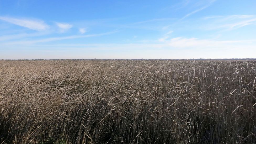 Tule in San Luis National Wildlife Refuge. (Andy Murdock) Tule in San Luis National Wildlife Refuge. (Andy Murdock)