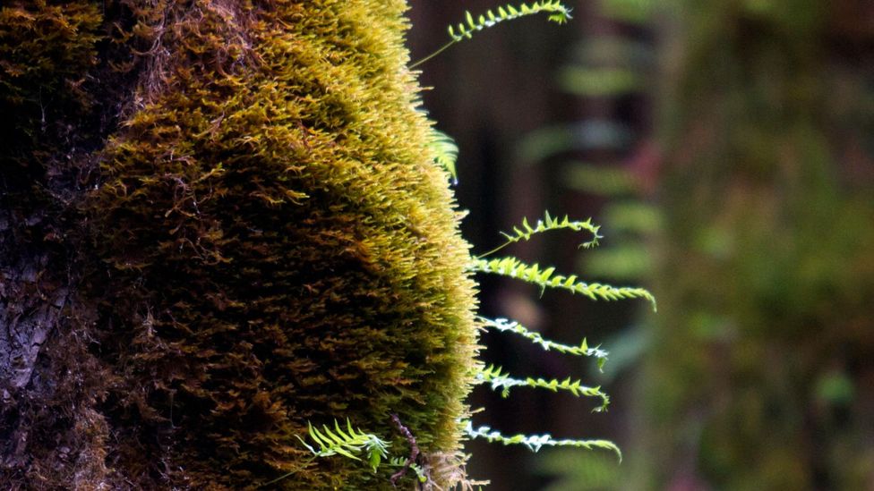 Baby ferns in the Hoh. (Amanda Castleman)