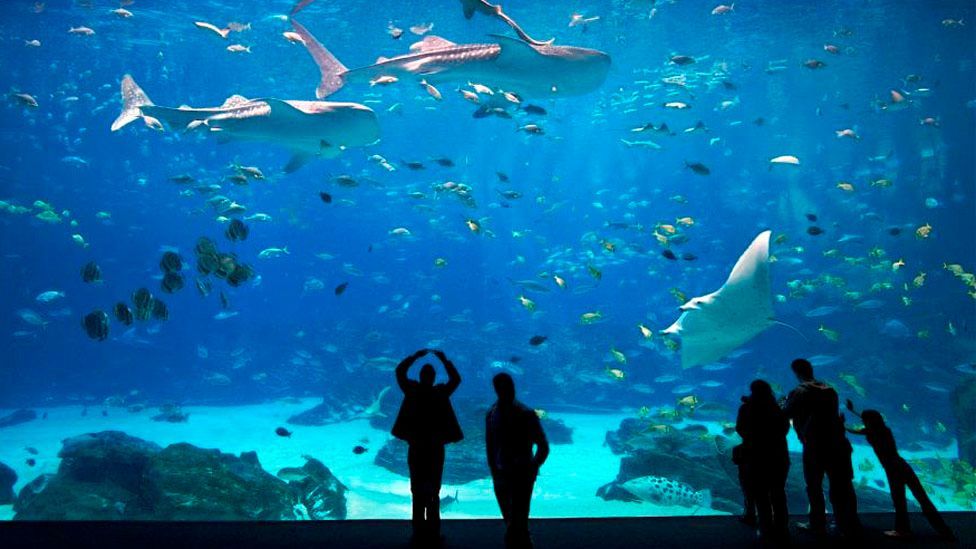 The Georgia Aquarium on Baker Street houses hundreds of species, including whale sharks and manta rays (Credit: Georgia Aquarium)