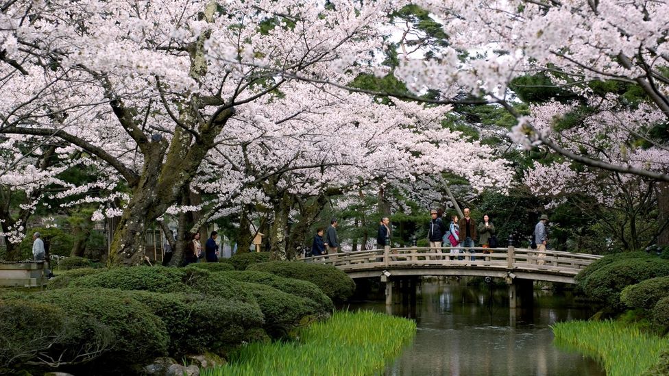 Cherry blossoms in Kenroku-en garden. (Credit: Kanazawa Tourism)