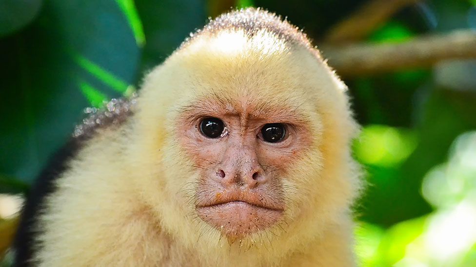 Wide-faced capuchin monkeys - just like humans - were thought to have more aggressive personalities (Thinkstock)