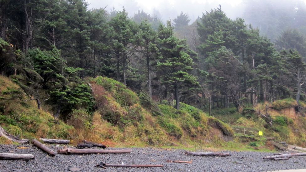 Rugged Hug Point. (Credit: David G Allan) Rugged Hug Point. (Credit: David G Allan)