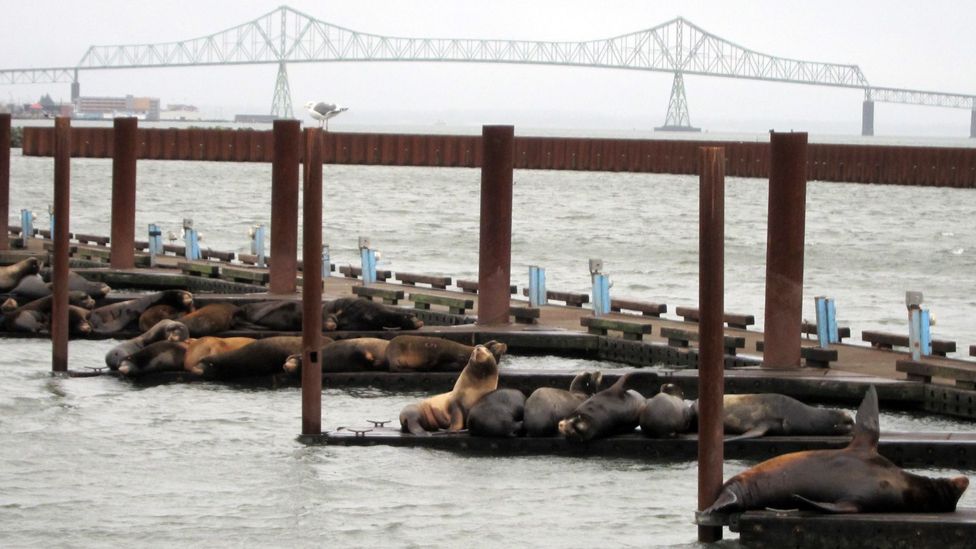 Local residents of Astoria, East Mooring Basin docks. (Credit: David G Allan) Local residents of Astoria, East Mooring Basin docks. (Credit: David G Allan)