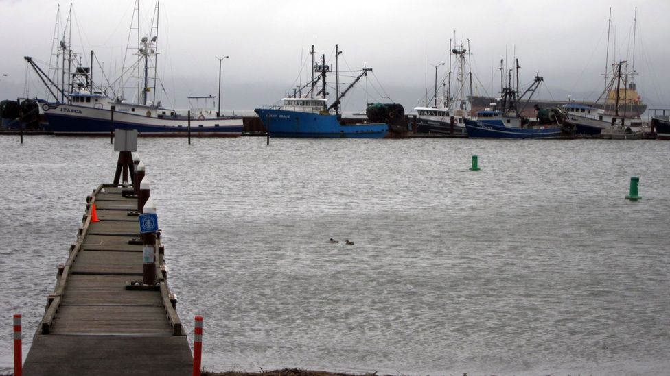 Fishing boats, East Mooring Basin docks. (Credit: David G Allan) Fishing boats, East Mooring Basin docks. (Credit: David G Allan)