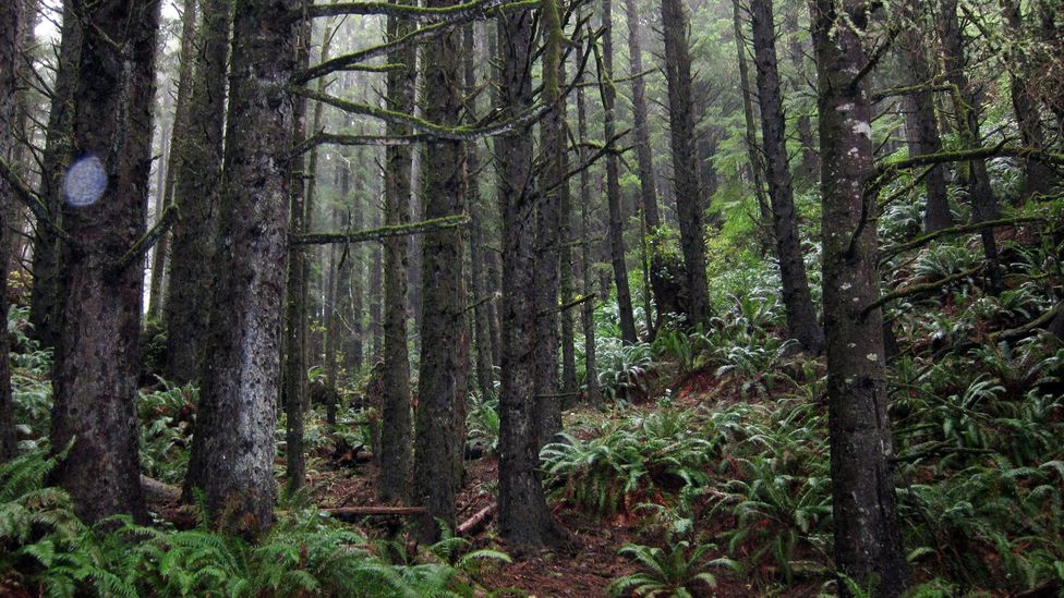 The woods in Ecola State Park. (Credit: David G Allan) The woods in Ecola State Park. (Credit: David G Allan)
