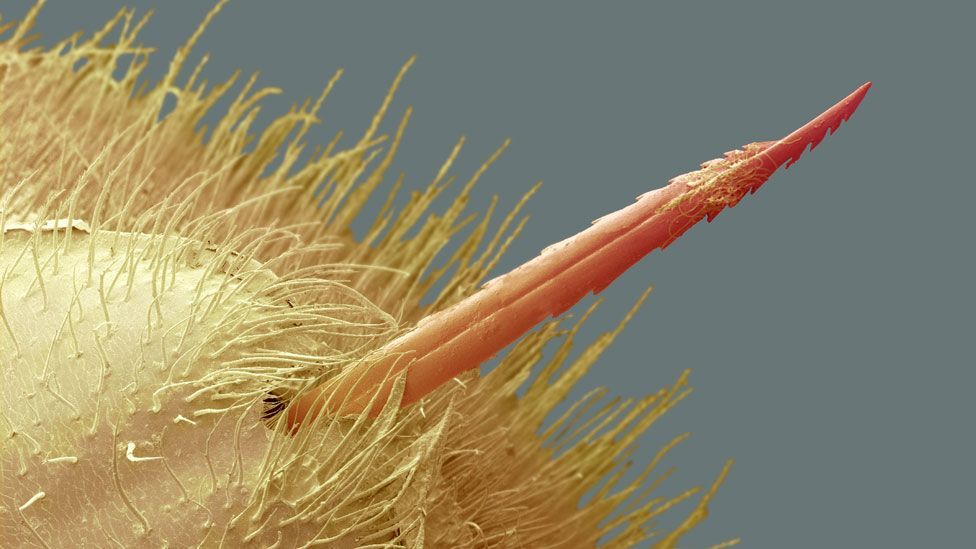 A close-up bee stinger (Credit: SPL)