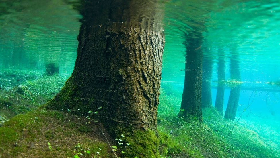 Tree trunks after the annual flood. (Credit: Thomas Aichinger/VWPics/Alamy)