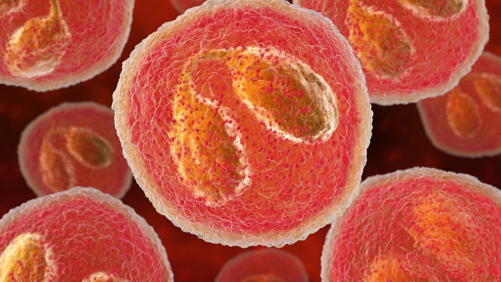 (Credit: Science Photo Library) (Credit: Science Photo Library)
