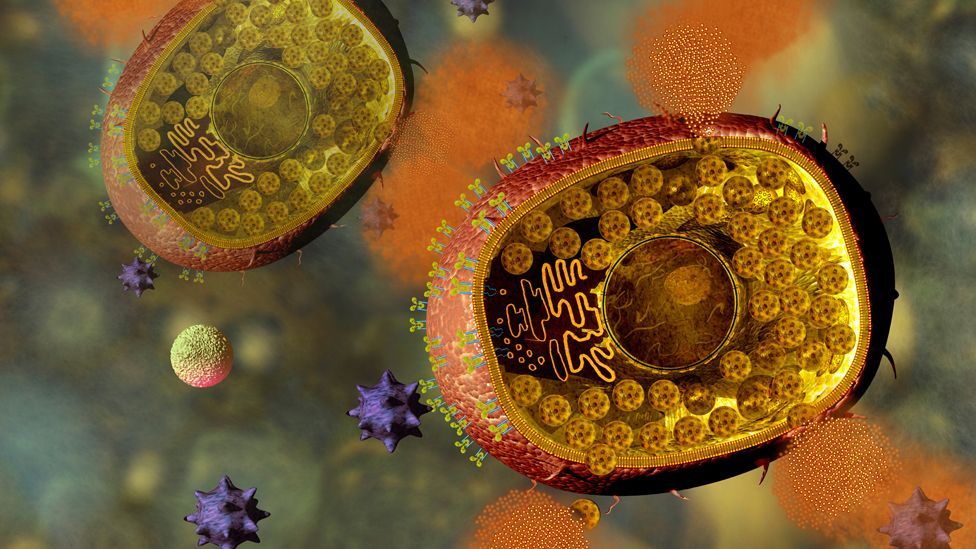 Mast cells “cause all the problems”, according to Medzhitov (Credit: Science Photo Library) Mast cells “cause all the problems”, according to Medzhitov (Credit: Science Photo Library)