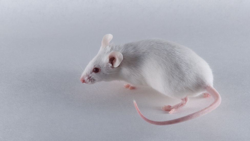 Mice engineered without IgE can still defend themselves against parasitic worms (Credit: Science Photo Library) Mice engineered without IgE can still defend themselves against parasitic worms (Credit: Science Photo Library)