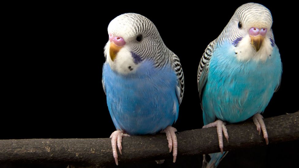 The Australian tendency to add the '-ie' suffix is a marker of informality - and can make many words more managable (such as budgerigar). (Credit: Thinkstock)