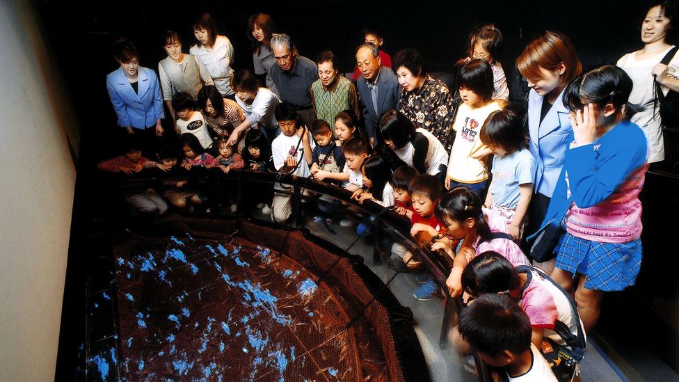 Interactive exhibits educate about the firefly squid (Credit: Hotaru Ika Museum)