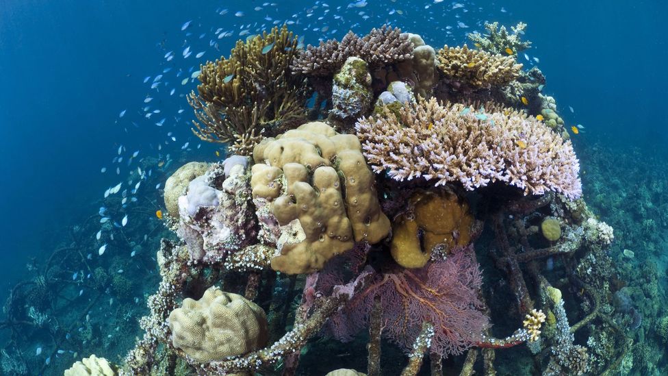 Could electric biorocks save coral reefs? - BBC Future