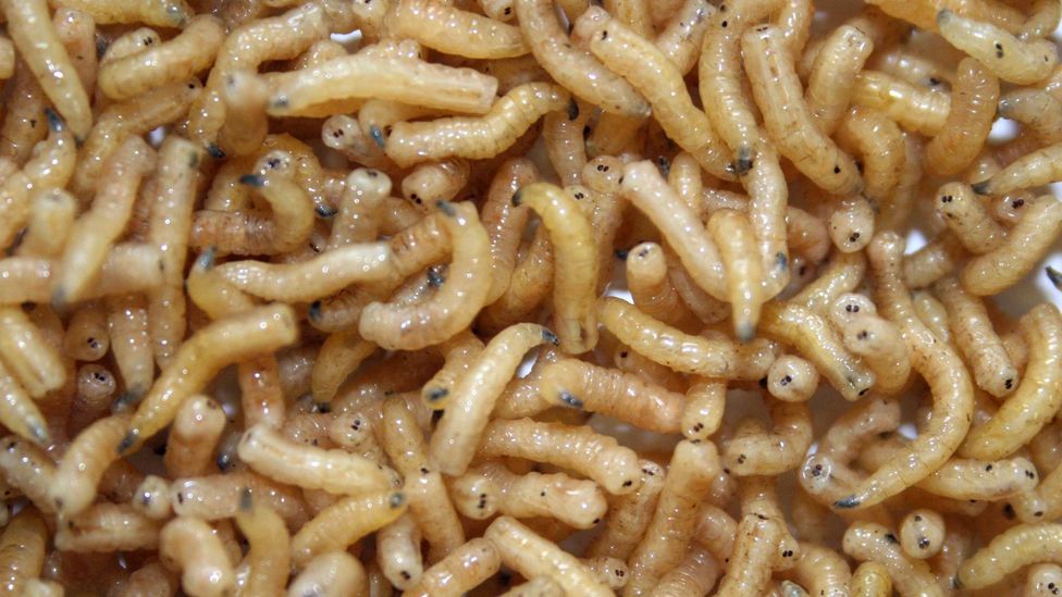 Wriggling maggots generate an enormous amount of heat within the body (Credit: Science Photo Library)